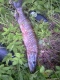 Hauki 1,29 kg
