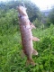 Hauki 680 g