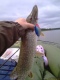 Hauki 1,51 kg