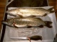 Hauki 2,85 kg
