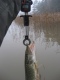 Hauki 1,74 kg