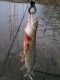 Hauki 1,01 kg
