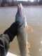 Hauki 1,64 kg