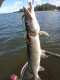 Hauki 2,07 kg