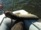 Hauki 3,28 kg
