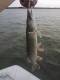 Hauki 1,60 kg