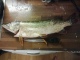 Hauki 2,40 kg