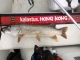Hauki 4,65 kg