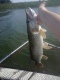 Hauki 2,25 kg