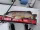 Hauki 6,00 kg