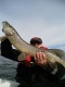 Hauki 4,20 kg