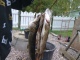 Hauki 2,40 kg