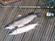 Hauki 2,84 kg