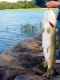 Hauki 6,00 kg
