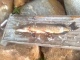 Hauki 1,80 kg