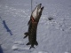 Hauki 2,52 kg