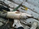 Hauki 4,10 kg
