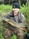 Hauki 2,10 kg