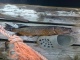 Hauki 970 g