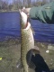 Hauki 3,96 kg