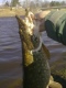 Hauki 4,27 kg