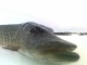 Hauki 1,30 kg