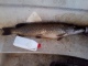 Hauki 5,00 kg