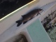 Hauki 2,00 kg