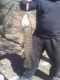 Hauki 1,50 kg
