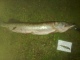 Hauki 6,20 kg