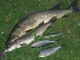 Hauki 1,75 kg