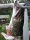 Hauki 2,00 kg