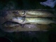 Hauki 2,00 kg
