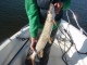 Hauki 2,40 kg