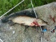 Hauki 1,53 kg