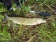 Hauki 1,14 kg