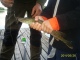 Hauki 300 g