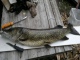 Hauki 6,00 kg