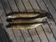 Hauki 5,00 kg