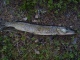 Hauki 1,10 kg