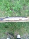 Hauki 2,50 kg