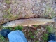 Hauki 3,25 kg
