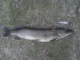Hauki 3,95 kg