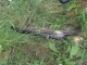 Hauki 1,40 kg