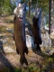 Hauki 5,20 kg