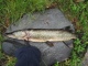 Hauki 2,10 kg
