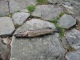 Hauki 1,50 kg