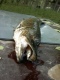 Hauki 3,00 kg