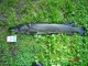 Hauki 3,50 kg