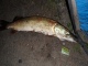 Hauki 2,10 kg